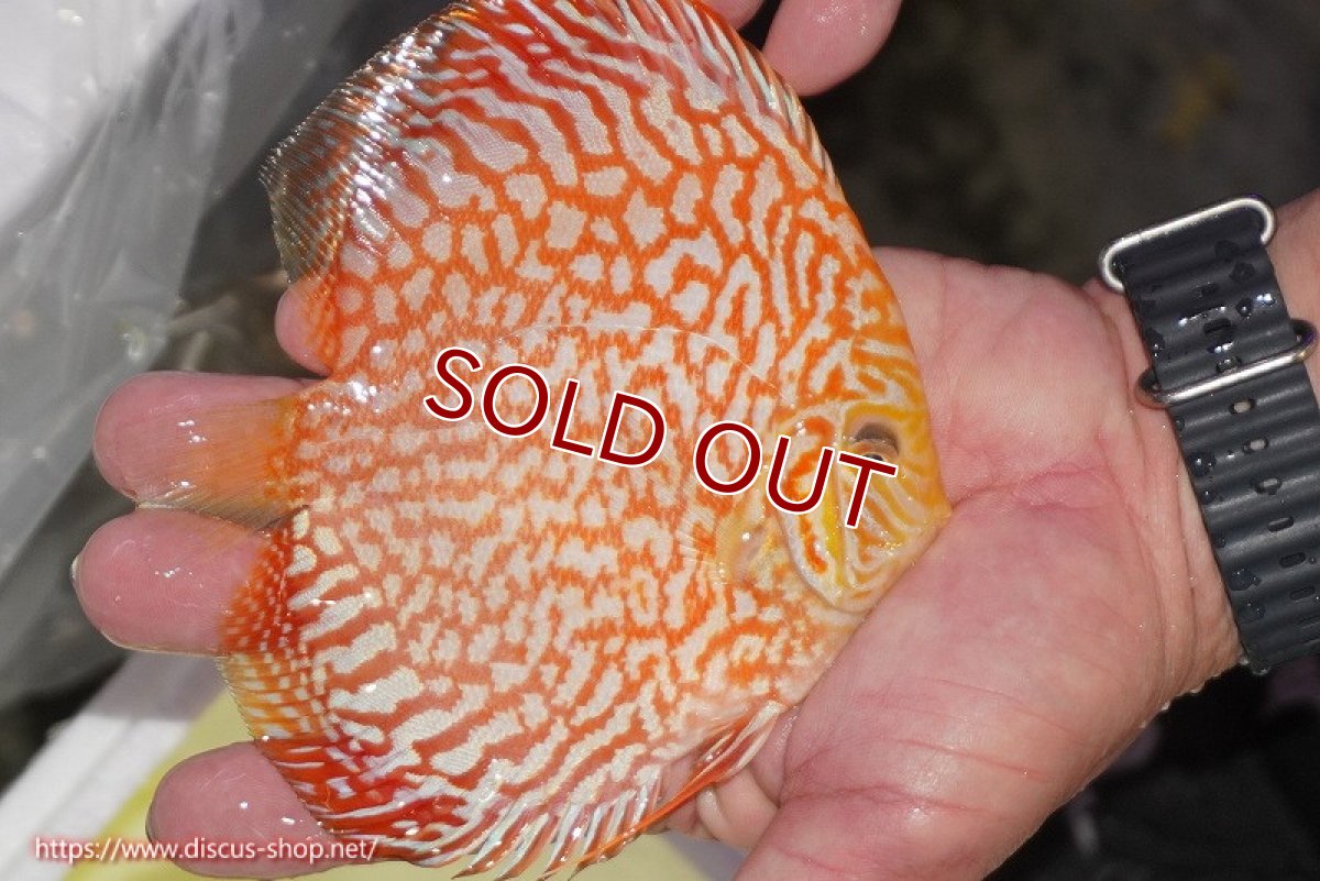 画像3: 【決算セール クーポンご利用で更に10％OFF対象商品】【ディスカス】【通販】スーパーレッドジャガー（ハイフォーム）【個体販売】12-13cm （生体）マレーシア　NAディスカスファーム (3)