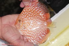 画像1: 【ディスカス】【通販】スーパーレッドジャガー（ハイフォーム）【個体販売】12-13cm （生体）マレーシア　NAディスカスファーム (1)