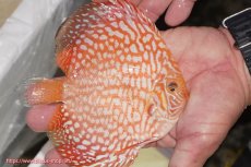 画像2: 【ディスカス】【通販】スーパーレッドジャガー（ハイフォーム）【個体販売】12-13cm （生体）マレーシア　NAディスカスファーム (2)