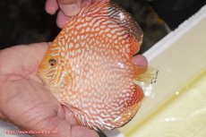 画像1: 【ディスカス】【通販】スーパーレッドジャガー（ハイフォーム）【個体販売】12-13cm （生体）マレーシア　NAディスカスファーム (1)