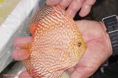 画像3: 【ディスカス】【通販】スーパーレッドジャガー（ハイフォーム）【個体販売】12-13cm （生体）マレーシア　NAディスカスファーム (3)