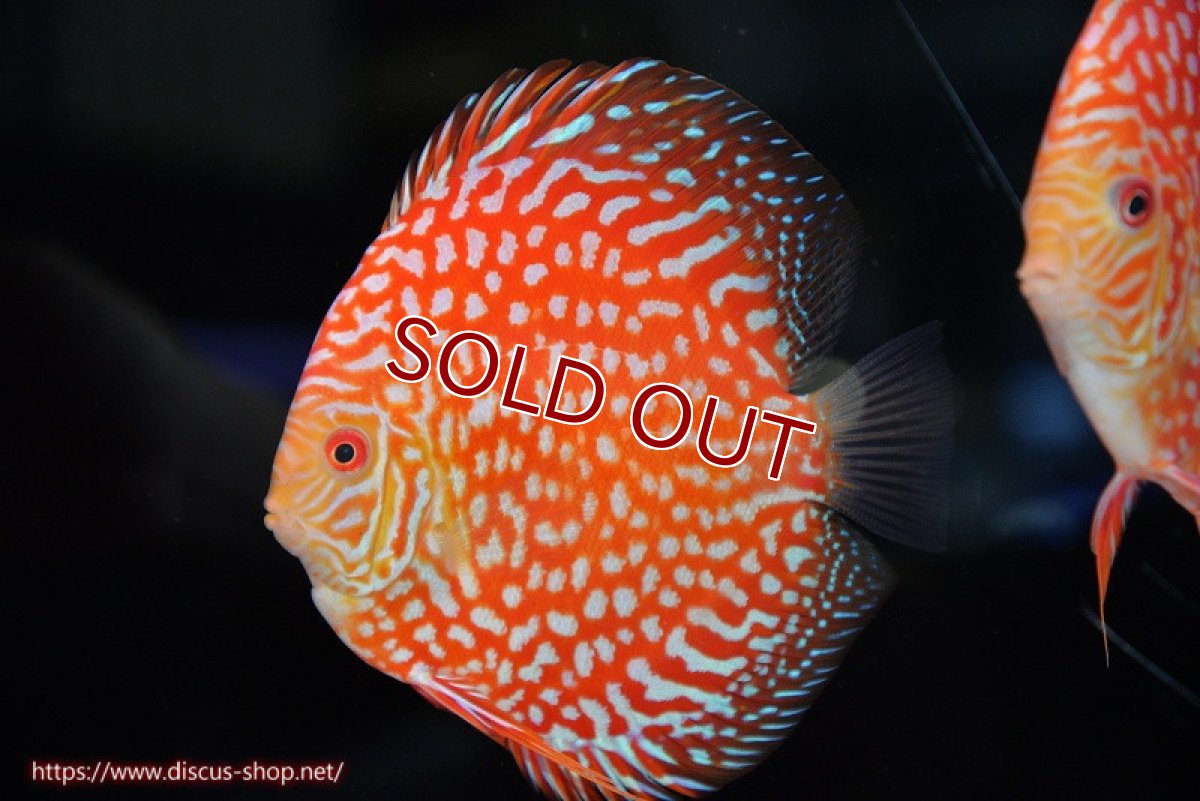 画像1: 【ディスカス】【通販】スーパーレッドジャガー（ハイフォーム）【個体販売】12-13cm （生体）マレーシア　NAディスカスファーム (1)