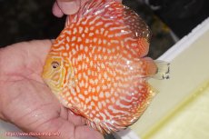 画像1: 【ディスカス】【通販】スーパーレッドジャガー（ハイフォーム）【個体販売】12-13cm （生体）マレーシア　NAディスカスファーム (1)