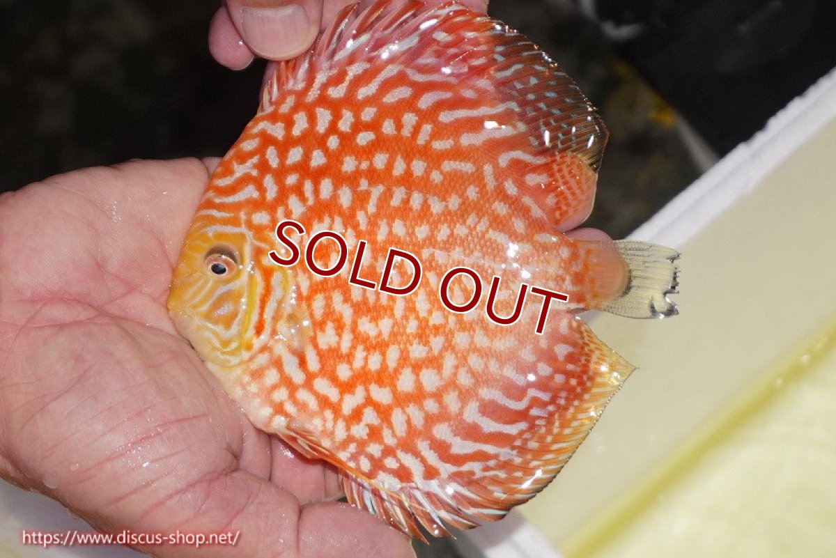 画像2: 【ディスカス】【通販】スーパーレッドジャガー（ハイフォーム）【個体販売】12-13cm （生体）マレーシア　NAディスカスファーム (2)
