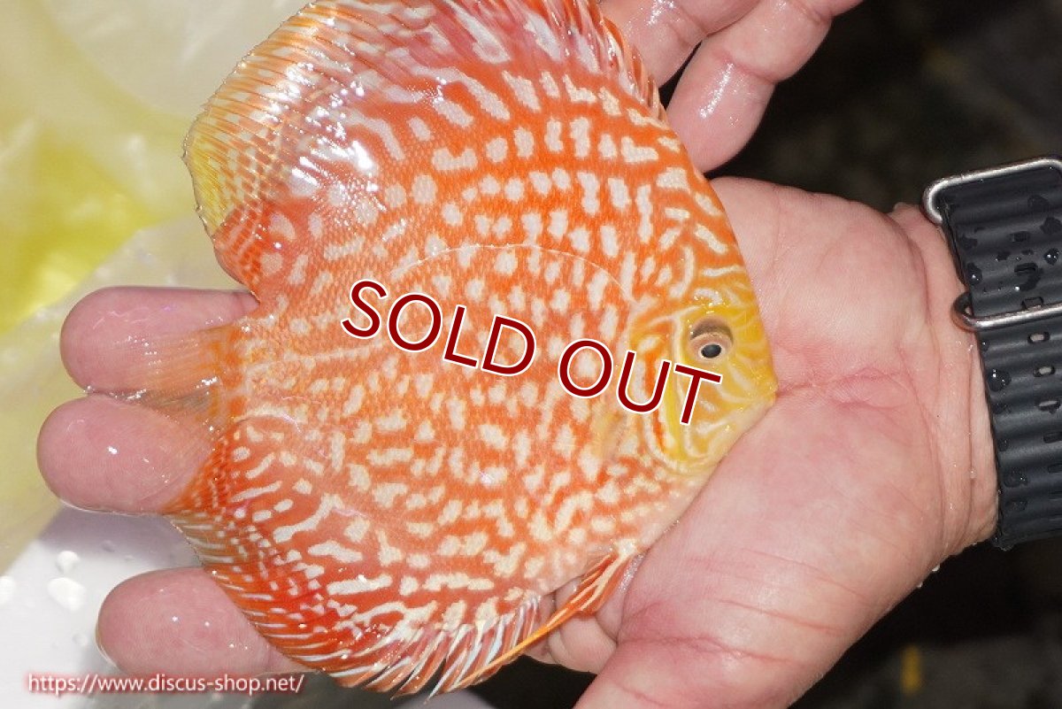 画像3: 【ディスカス】【通販】スーパーレッドジャガー（ハイフォーム）【個体販売】12-13cm （生体）マレーシア　NAディスカスファーム (3)