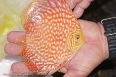 画像3: 【ディスカス】【通販】スーパーレッドジャガー（ハイフォーム）【個体販売】12-13cm （生体）マレーシア　NAディスカスファーム (3)