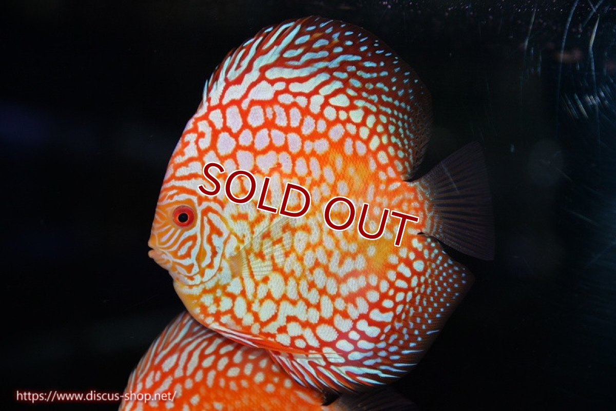 画像1: 【決算セール クーポンご利用で更に10％OFF対象商品】【ディスカス】【通販】スーパーレッドジャガー（ハイフォーム）【個体販売】12-13cm （生体）マレーシア　NAディスカスファーム (1)