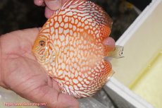 画像1: 【ディスカス】【通販】スーパーレッドジャガー（ハイフォーム）【個体販売】12-13cm （生体）マレーシア　NAディスカスファーム (1)