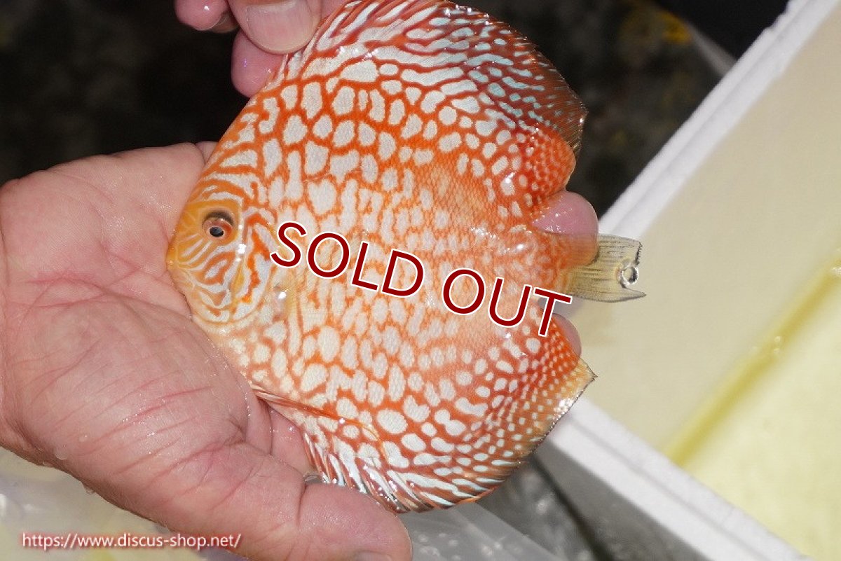 画像2: 【決算セール クーポンご利用で更に10％OFF対象商品】【ディスカス】【通販】スーパーレッドジャガー（ハイフォーム）【個体販売】12-13cm （生体）マレーシア　NAディスカスファーム (2)