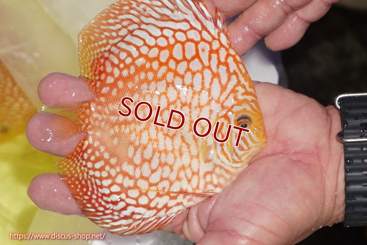 画像3: 【決算セール クーポンご利用で更に10％OFF対象商品】【ディスカス】【通販】スーパーレッドジャガー（ハイフォーム）【個体販売】12-13cm （生体）マレーシア　NAディスカスファーム (3)