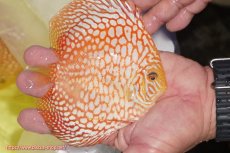 画像3: 【ディスカス】【通販】スーパーレッドジャガー（ハイフォーム）【個体販売】12-13cm （生体）マレーシア　NAディスカスファーム (3)