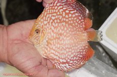 画像1: 【ディスカス】【通販】スーパーレッドジャガー（ハイフォーム）【個体販売】12-13cm （生体）マレーシア　NAディスカスファーム (1)