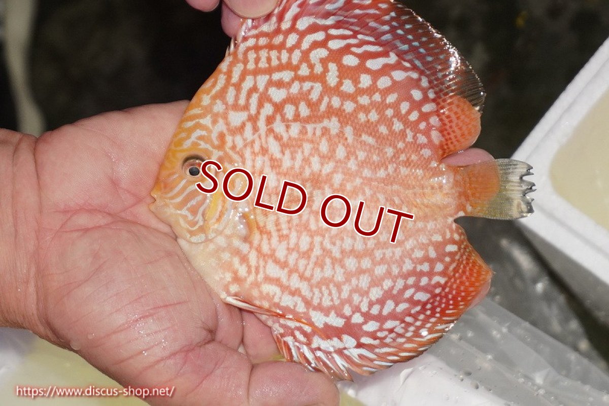 画像2: 【決算セール クーポンご利用で更に10％OFF対象商品】【ディスカス】【通販】スーパーレッドジャガー（ハイフォーム）【個体販売】12-13cm （生体）マレーシア　NAディスカスファーム (2)