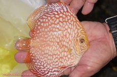 画像2: 【ディスカス】【通販】スーパーレッドジャガー（ハイフォーム）【個体販売】12-13cm （生体）マレーシア　NAディスカスファーム (2)