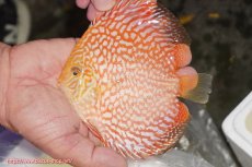 画像1: 【ディスカス】【通販】スーパーレッドジャガー（ハイフォーム）【個体販売】12-13cm （生体）マレーシア　NAディスカスファーム (1)