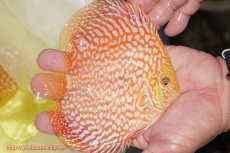 画像2: 【ディスカス】【通販】スーパーレッドジャガー（ハイフォーム）【個体販売】12-13cm （生体）マレーシア　NAディスカスファーム (2)