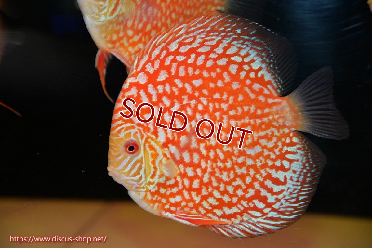 画像1: 【ディスカス】【通販】スーパーレッドジャガー（ハイフォーム）【個体販売】12-13cm （生体）マレーシア　NAディスカスファーム (1)