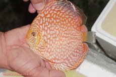 画像1: 【ディスカス】【通販】スーパーレッドジャガー（ハイフォーム）【個体販売】12-13cm （生体）マレーシア　NAディスカスファーム (1)