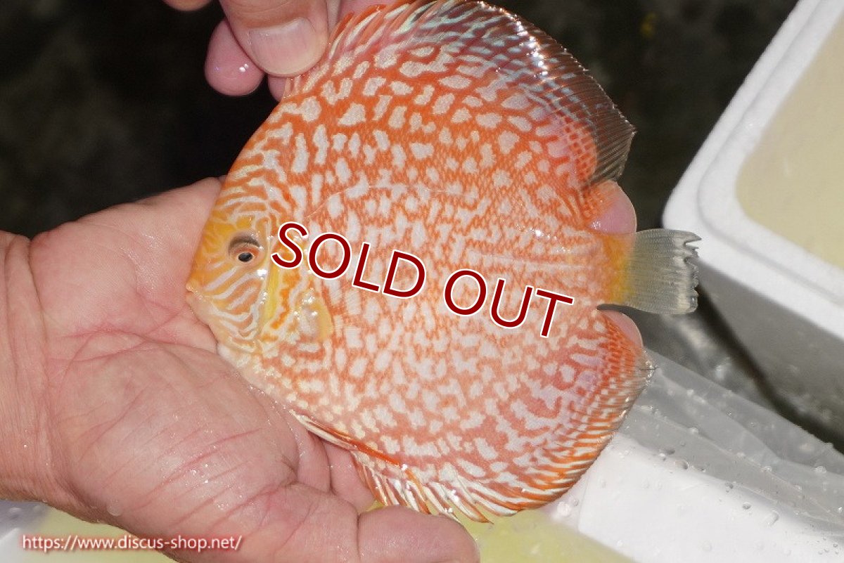 画像2: 【ディスカス】【通販】スーパーレッドジャガー（ハイフォーム）【個体販売】12-13cm （生体）マレーシア　NAディスカスファーム (2)