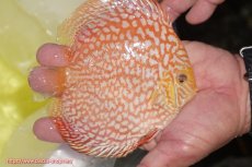 画像2: 【ディスカス】【通販】スーパーレッドジャガー（ハイフォーム）【個体販売】12-13cm （生体）マレーシア　NAディスカスファーム (2)