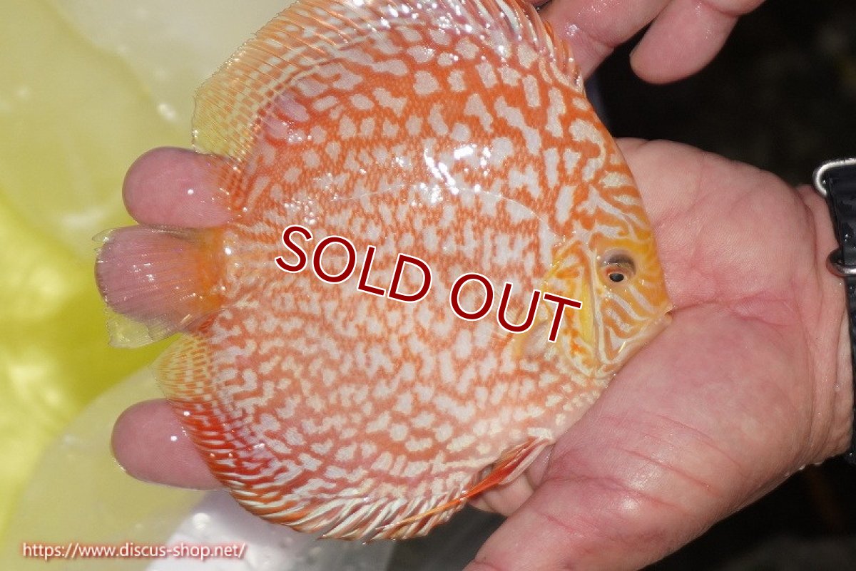 画像3: 【ディスカス】【通販】スーパーレッドジャガー（ハイフォーム）【個体販売】12-13cm （生体）マレーシア　NAディスカスファーム (3)