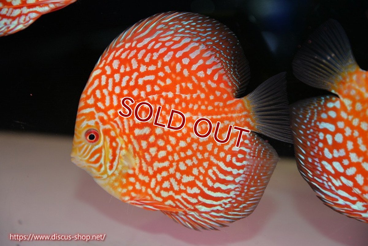 画像1: 【ディスカス】【通販】スーパーレッドジャガー（ハイフォーム）【個体販売】12-13cm （生体）マレーシア　NAディスカスファーム (1)