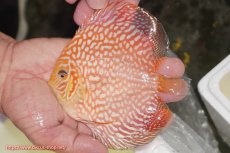 画像1: 【ディスカス】【通販】スーパーレッドジャガー（ハイフォーム）【個体販売】12-13cm （生体）マレーシア　NAディスカスファーム (1)