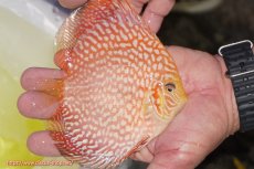 画像3: 【ディスカス】【通販】スーパーレッドジャガー（ハイフォーム）【個体販売】12-13cm （生体）マレーシア　NAディスカスファーム (3)