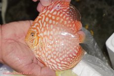 画像1: 【ディスカス】【通販】スーパーレッドジャガー（ハイフォーム）【個体販売】12-13cm （生体）マレーシア　NAディスカスファーム (1)