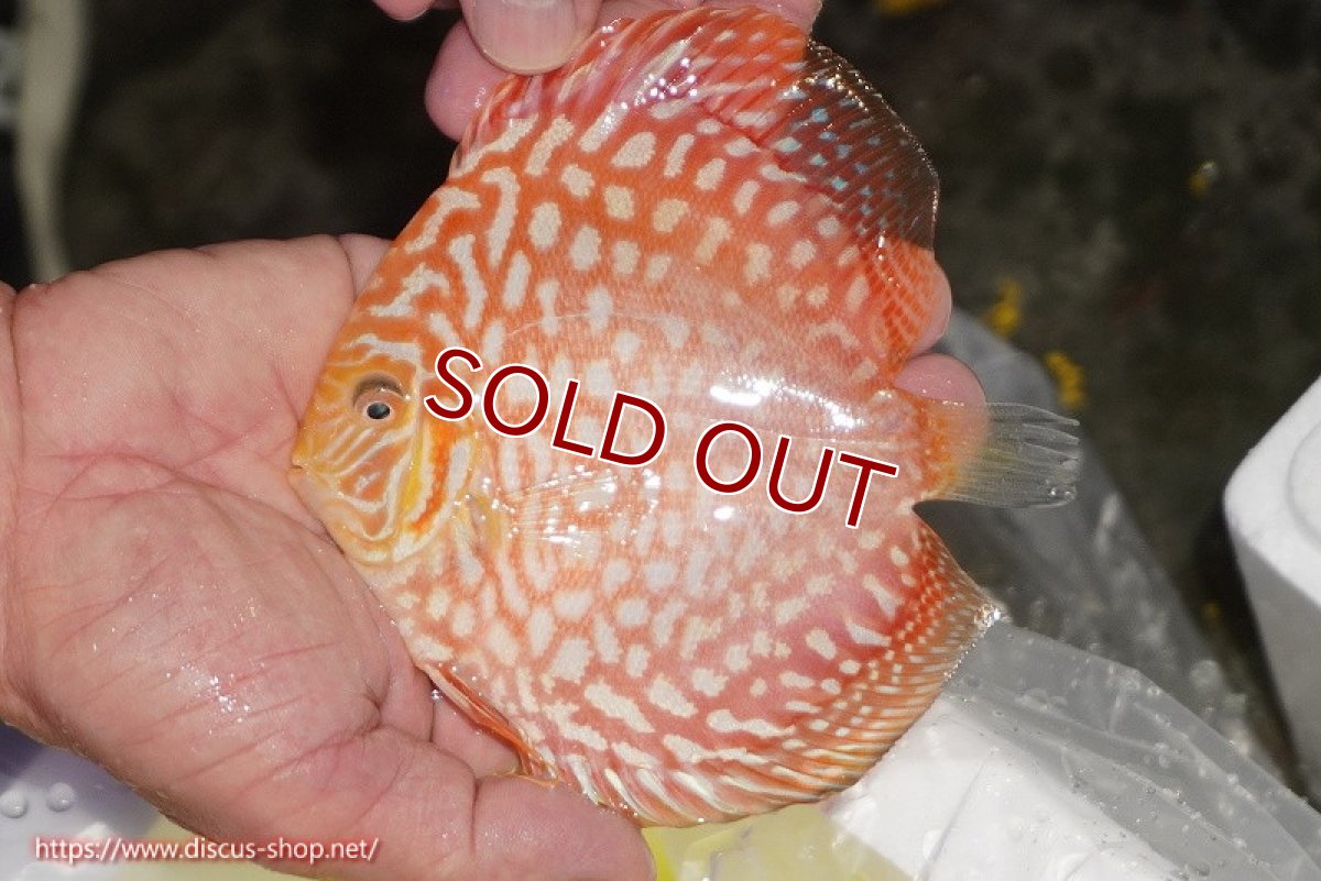 画像2: 【ディスカス】【通販】スーパーレッドジャガー（ハイフォーム）【個体販売】12-13cm （生体）マレーシア　NAディスカスファーム (2)