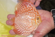 画像2: 【ディスカス】【通販】スーパーレッドジャガー（ハイフォーム）【個体販売】12-13cm （生体）マレーシア　NAディスカスファーム (2)