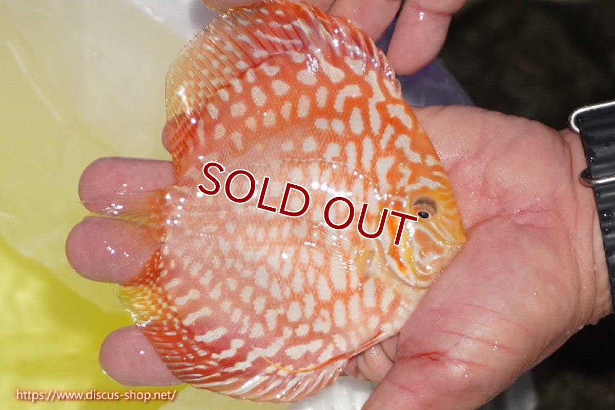 画像3: 【ディスカス】【通販】スーパーレッドジャガー（ハイフォーム）【個体販売】12-13cm （生体）マレーシア　NAディスカスファーム (3)