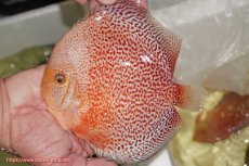 画像1: 【ディスカス】【通販】【２０２５年ニューストレイン】スノーキングバイパー【個体販売】15-16cm （生体）マレーシア　NAディスカスファーム (1)