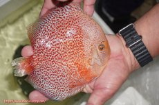 画像2: 【ディスカス】【通販】【２０２５年ニューストレイン】スノーキングバイパー【個体販売】15-16cm （生体）マレーシア　NAディスカスファーム (2)