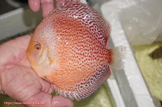 画像1: 【ディスカス】【通販】【２０２５年ニューストレイン】スノーキングバイパー【個体販売】15-16cm （生体）マレーシア　NAディスカスファーム (1)