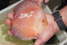 画像2: 【ディスカス】【通販】【２０２５年ニューストレイン】スノーキングバイパー【個体販売】15-16cm （生体）マレーシア　NAディスカスファーム (2)