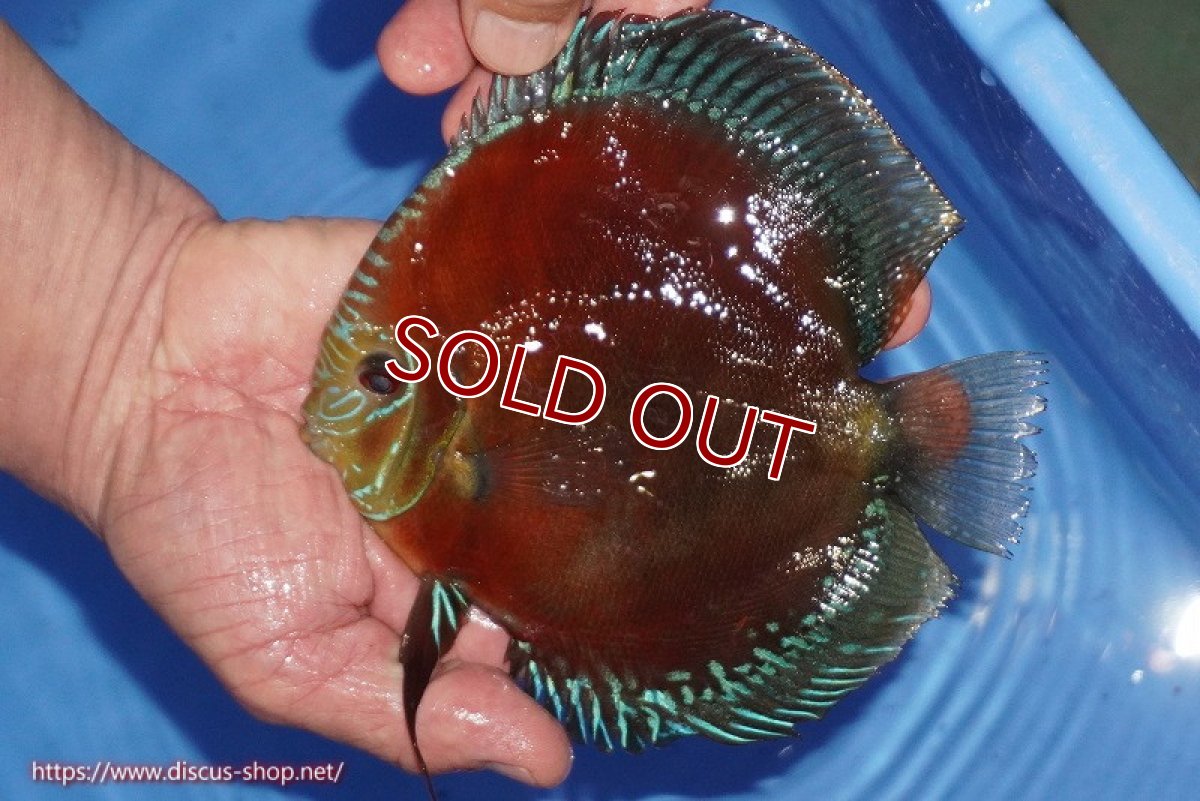 画像1: 【ディスカス】【通販】【奇跡の入荷】紅月(ウルトラグレード種親トップ個体)【個体販売】15-17cm（生体）B-HOUSE 倉津氏作出 (1)