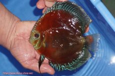 画像1: 【ディスカス】【通販】【奇跡の入荷】紅月(ウルトラグレード種親トップ個体)【個体販売】15-17cm（生体）B-HOUSE 倉津氏作出 (1)