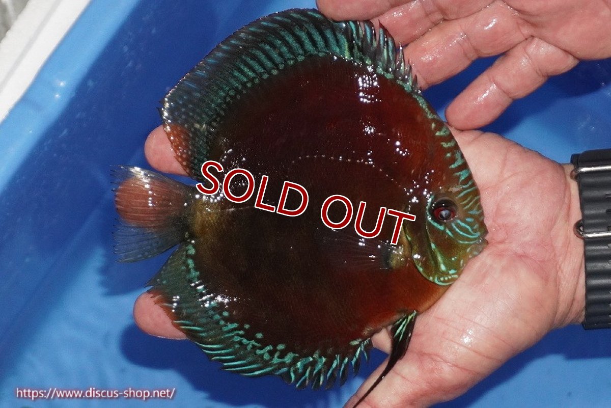 画像2: 【ディスカス】【通販】【奇跡の入荷】紅月(ウルトラグレード種親トップ個体)【個体販売】15-17cm（生体）B-HOUSE 倉津氏作出 (2)