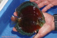 画像2: 【ディスカス】【通販】【奇跡の入荷】紅月(ウルトラグレード種親トップ個体)【個体販売】15-17cm（生体）B-HOUSE 倉津氏作出 (2)