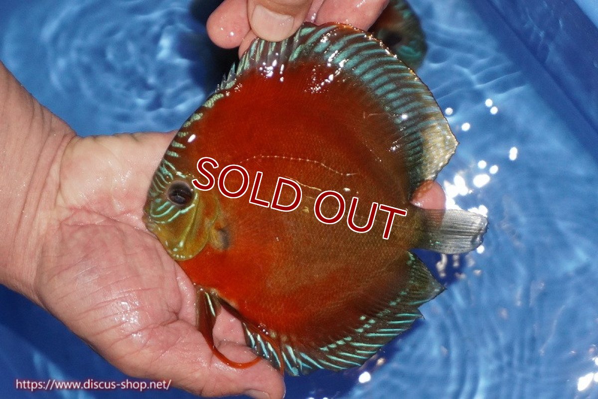 画像1: 【ディスカス】【通販】【奇跡の入荷】紅月(ウルトラグレード種親トップ個体)【個体販売】15-17cm（生体）B-HOUSE 倉津氏作出 (1)