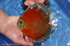 画像1: 【ディスカス】【通販】【奇跡の入荷】紅月(ウルトラグレード種親トップ個体)【個体販売】15-17cm（生体）B-HOUSE 倉津氏作出 (1)