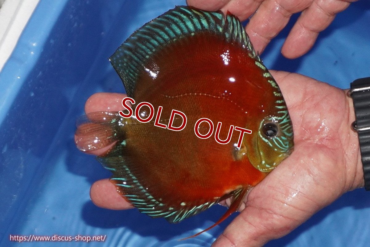 画像2: 【ディスカス】【通販】【奇跡の入荷】紅月(ウルトラグレード種親トップ個体)【個体販売】15-17cm（生体）B-HOUSE 倉津氏作出 (2)