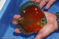 画像2: 【ディスカス】【通販】【奇跡の入荷】紅月(ウルトラグレード種親トップ個体)【個体販売】15-17cm（生体）B-HOUSE 倉津氏作出 (2)