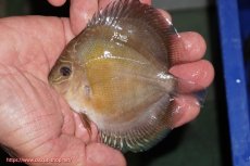 画像1: 【ディスカス】【通販】【激紅必至】紅月改（朱月×紅月）【個体販売】10-11cm（生体）B-HOUSE 倉津氏作出 (1)