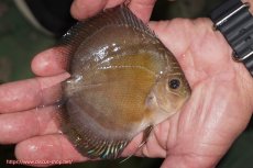 画像2: 【ディスカス】【通販】【激紅必至】紅月改（朱月×紅月）【個体販売】10-11cm（生体）B-HOUSE 倉津氏作出 (2)