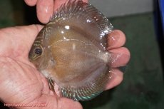 画像1: 【ディスカス】【通販】【激紅必至】紅月改（朱月×紅月）【個体販売】10-11cm（生体）B-HOUSE 倉津氏作出 (1)