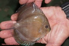 画像2: 【ディスカス】【通販】【激紅必至】紅月改（朱月×紅月）【個体販売】10-11cm（生体）B-HOUSE 倉津氏作出 (2)