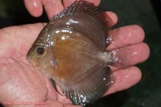 画像1: 【ディスカス】【通販】【激紅必至】紅月改（朱月×紅月）【個体販売】10-11cm（生体）B-HOUSE 倉津氏作出 (1)