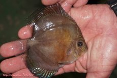 画像2: 【ディスカス】【通販】【激紅必至】紅月改（朱月×紅月）【個体販売】10-11cm（生体）B-HOUSE 倉津氏作出 (2)